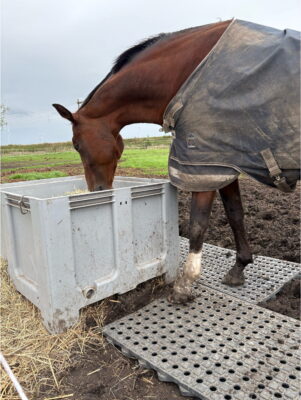 Ervaring modderplaten paard